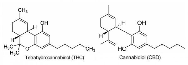 Key Differences Between CBD and THC