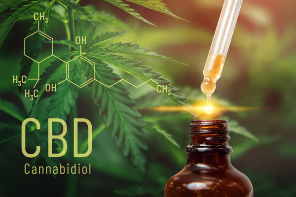 How CBD Oil Works in Our Body
