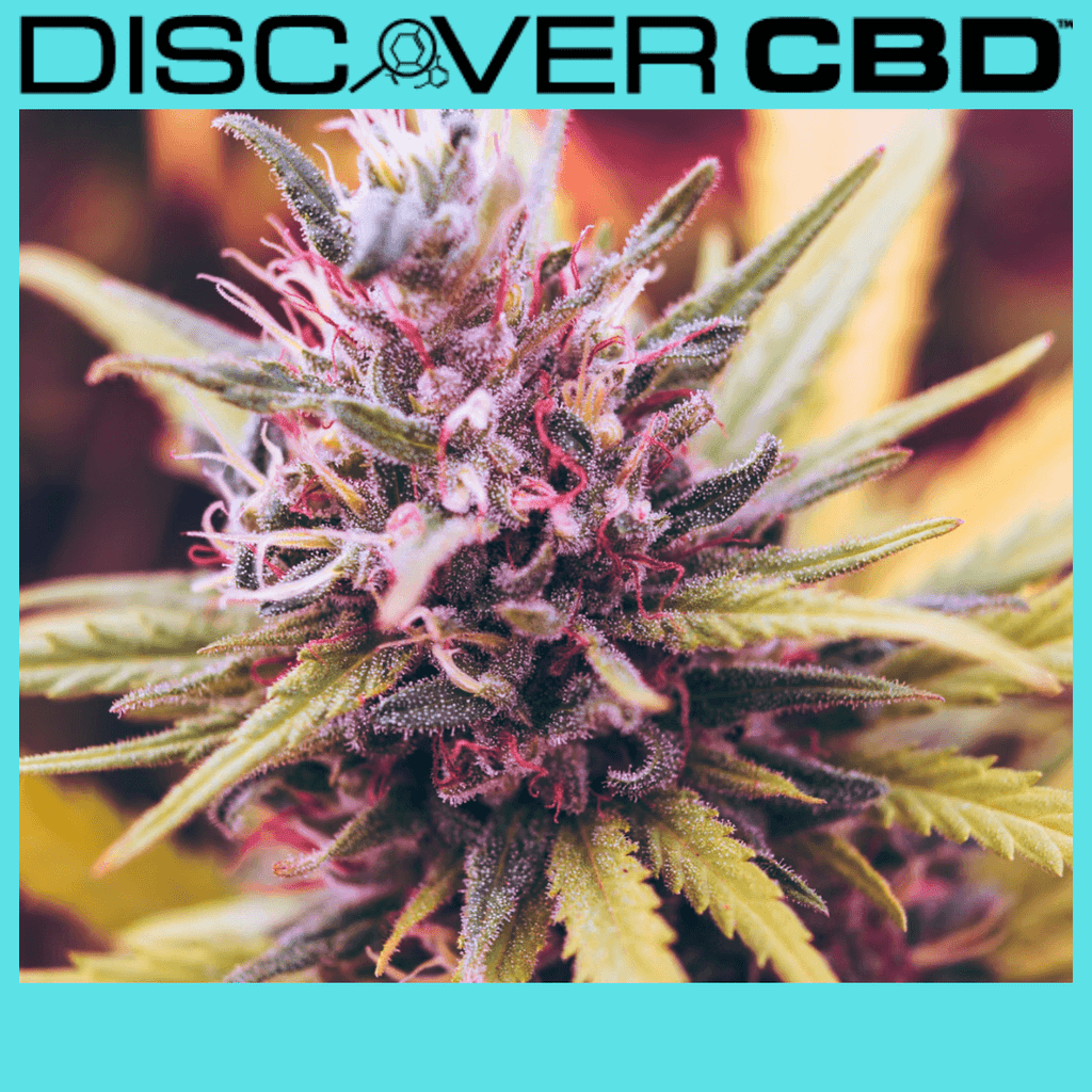 Exploring CBD And Terpenes