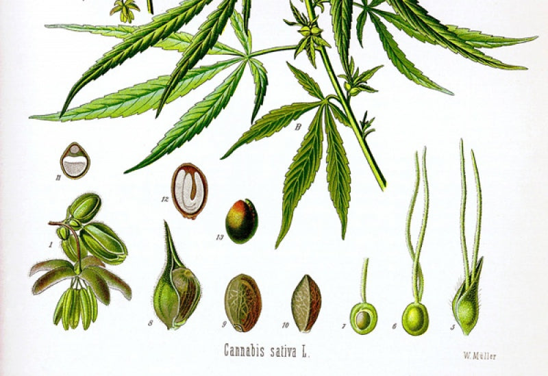 The History of CBD: 10,000 Years and Counting