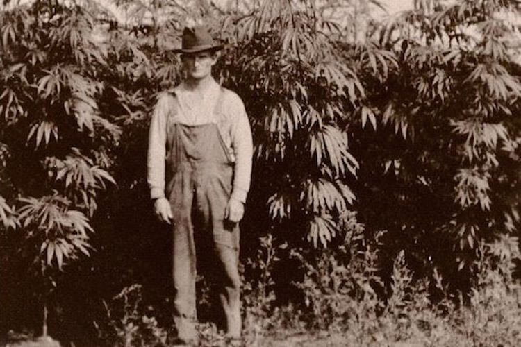 Cannabis and Its Travels Throughout Human History