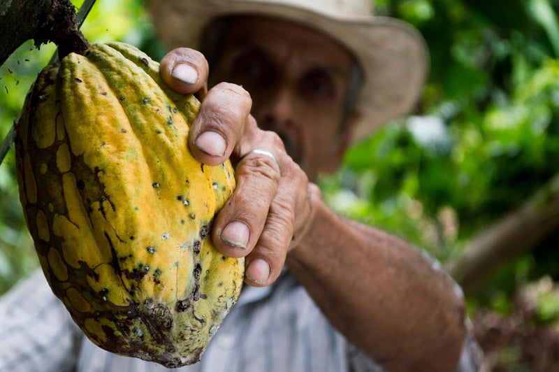 Theobroma Cacao, CBD, cannabinoids