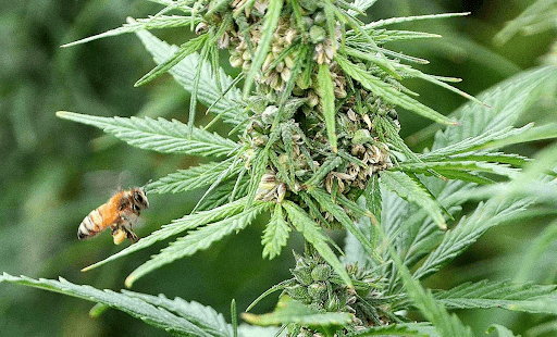 Symbiosis of Hemp and Bees