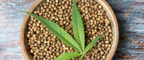 Hemp Seed Oil Vs CBD Oil