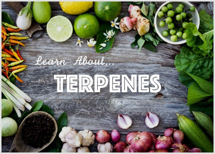 What are Terpenes?