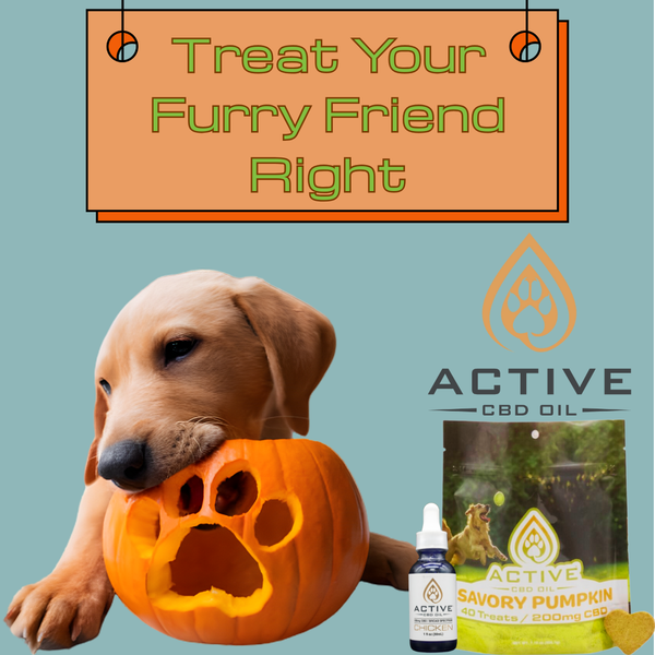 Treat Your Furry Friend Right With CBD