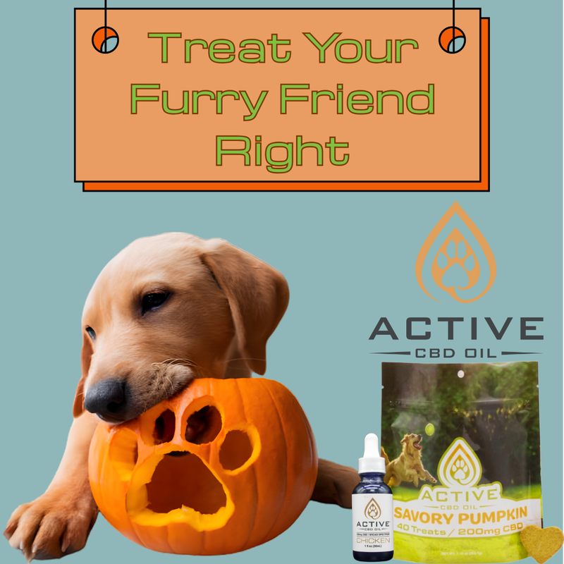 Treat Your Furry Friend Right With CBD