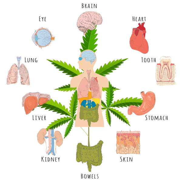 Endocannabinoid System – What Is It and Why Do We Have It?