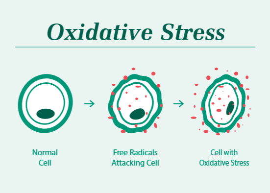 Can CBD Oil Help Minimize Oxidative Stress?