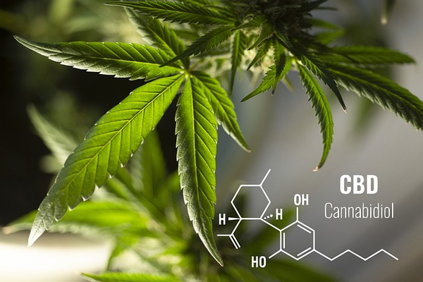 How long does CBD stay in your system