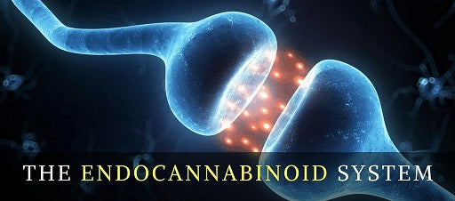 Surprising Facts about Your Body’s Endocannabinoid System