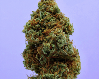 The Beginners Guide To THCA