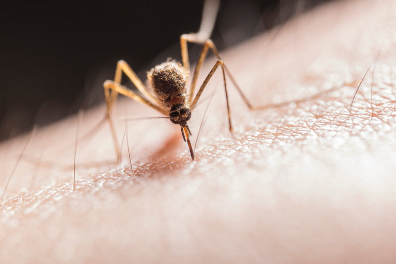 CBD Topicals for Mosquito Bites?