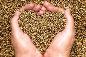 Nutritional benefits of Hemp: Healthy, Happy & Happening!