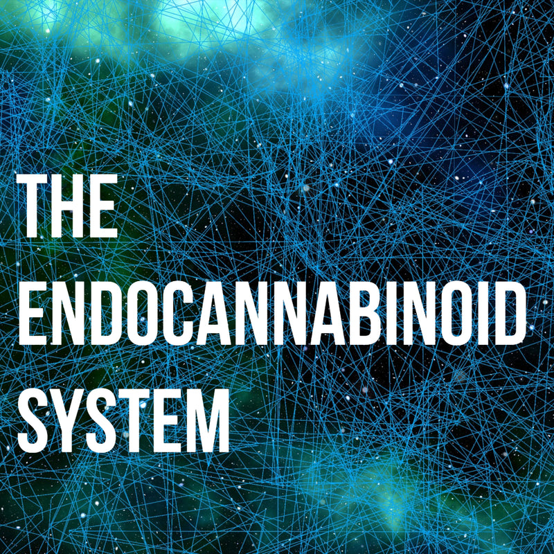 endocannabinoid system, cannabinoid receptors, CB1, CB2, CBD, CBD oil