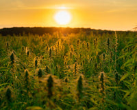 Cannabinoid Hyperemesis Syndrome and CBD