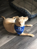 CBD Pet Bandana with Dog 